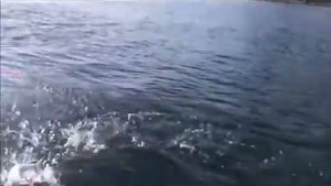 Где ловят скумбрию | Как ловят скумбрию