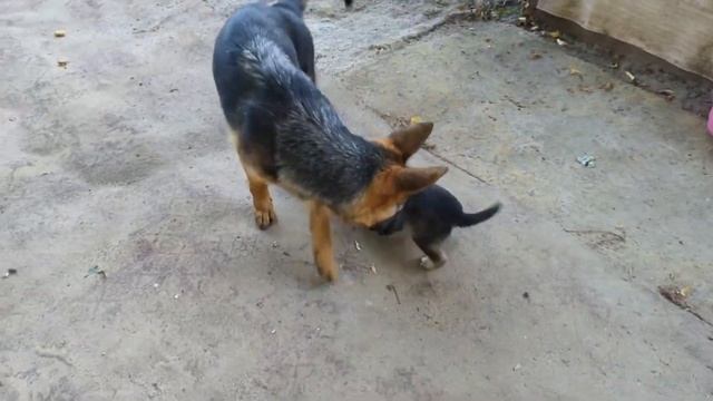 Её спасли из рук живодёра... смотреть онлайн