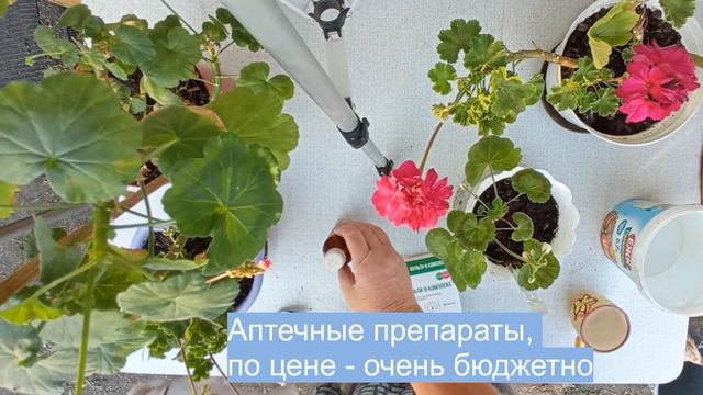 105. Одни цветы холю и лелею, а другие хочу вывести// Сколько вырастили лука 😀// смотреть онлайн