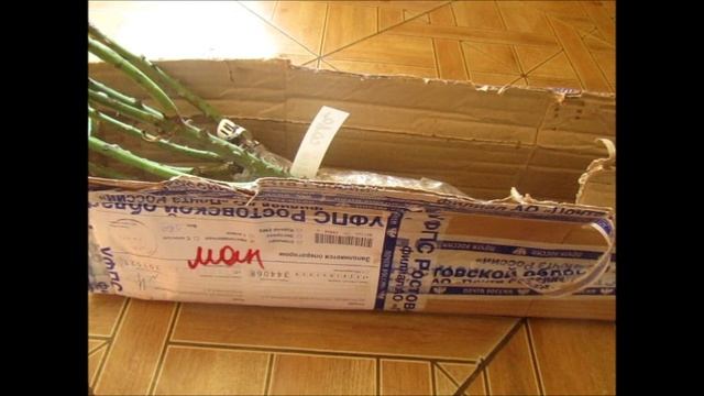 Как не потеряться. Заказ из питомника Розы от Натали.wmv смотреть онлайн