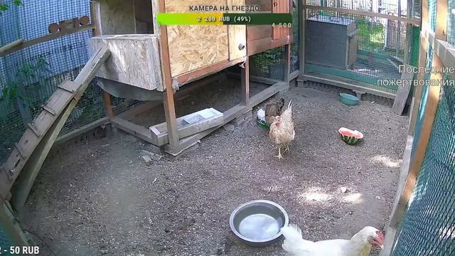 Курятник. Жизнь в курятнике. Можно покормить онлайн. Chicken coop stream. Online feed смотреть онлайн