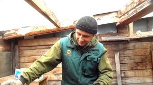 Первый окрол у крольчихи.