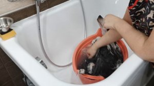 Домашний груминг пуховой китайской хохлатой . Подбор косметики для разного типа шерсти .