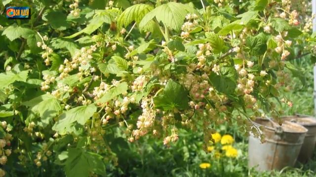 Черная смородина весной / Маленькие секреты большого урожая смотреть онлайн