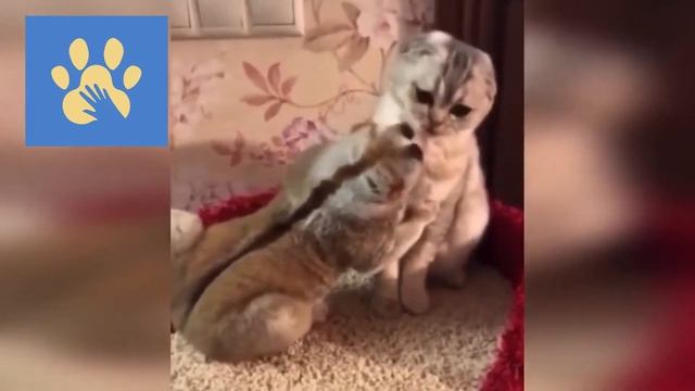 Злые и Смешные Собакины | Юмор Для Поднятия Настроения смотреть онлайн