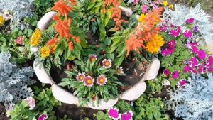 Гацания.Посадка и уход.