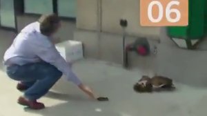 спасение утят