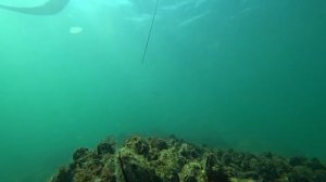 Подводная охота на кефаль с "заманухой","дуркой".Сезон подошел к финишу.
