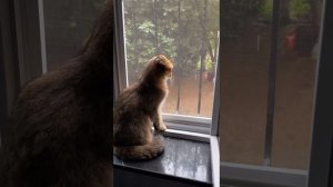 Пушистый влог🐈