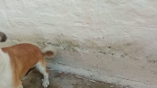 Ancient Greek Dig Landrace 🐕 Alopekis смотреть онлайн