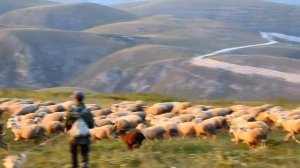 Стада овец в горах села Гапшима, красивый вид ,Herds of sheep in the mountains