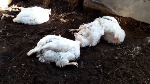 КУРЫ С ПТИЦЕФАБРИКИ ЧЕРЕЗ 2 ГОДА//СТОИТ ЛИ ДЕРЖАТЬ ФАБРИЧНЫХ КУР