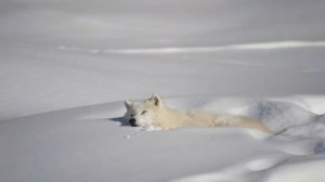 Зима дикие животные 4K HDR