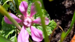 КНЯЖЕНИКА. Ягода, цветы,лист- РАЗМЕРЫ: сорт Меспи, Пима.Как выглядят листья морошки: сорт Нюбю.