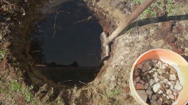 РАЗМНОЖЕНИЕ И ВЫРАЩИВАНИЕ #ЗАПАДНОЙ_ТУИ. #ТУЯ_СМАРАГД.  КАК ВЫРАСТИТЬ #ТУЮ #СМАРАГД #oldenburgru#37