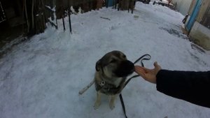 Дрессировка ДВОРНЯЖКИ (результат)