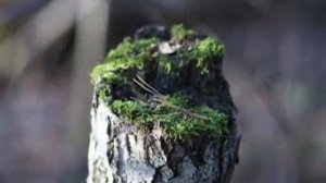 Поздняя осень на музыку Свиридова