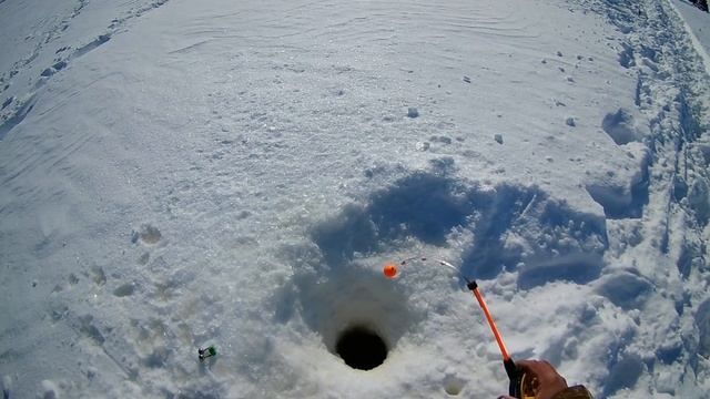 Рыбалка берша/судака на Волге.
