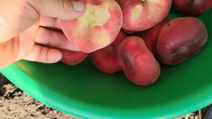 Інжирний Персик Саманта Samantha