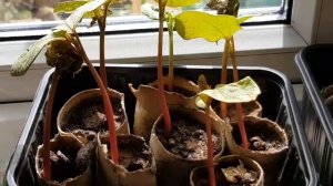 How to grow Ricinus (Castor Oil) plants
