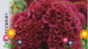 Целозия обыкновенная Вишневый Коралл. Краткий обзор, описание celosia argentea f.cristata