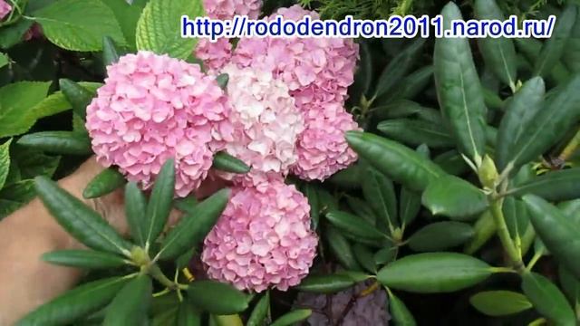 18 07 18г Гортензии после урагана и ливней смотреть онлайн