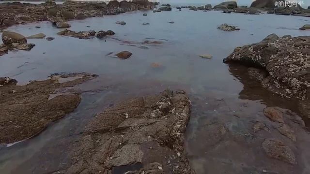 【English sub】資源豐富的海域連蘭花蟹都吃起了鮑魚，抓到的墨魚也是那麼大一個【漁民阿平】