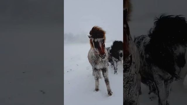 Выносливые исландские пони.