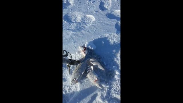 ПЕРВАЯ РЫБАЛКА В НОВОМ ГОДУ смотреть онлайн