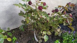 Сажаем розы осенью.Северо - Западный регион .