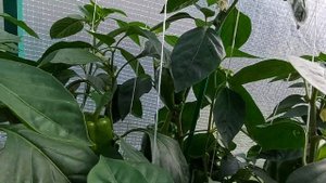 Отличный урожай сладкого перца типа Ламуйо. Ленинградская обл.