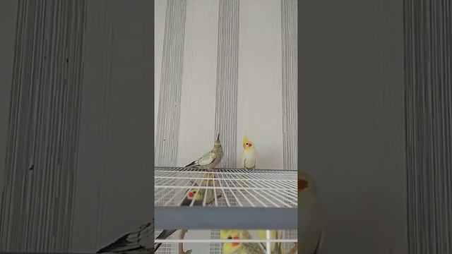 #harizma_ptichka
Пара корелл, разный клюв смотреть онлайн