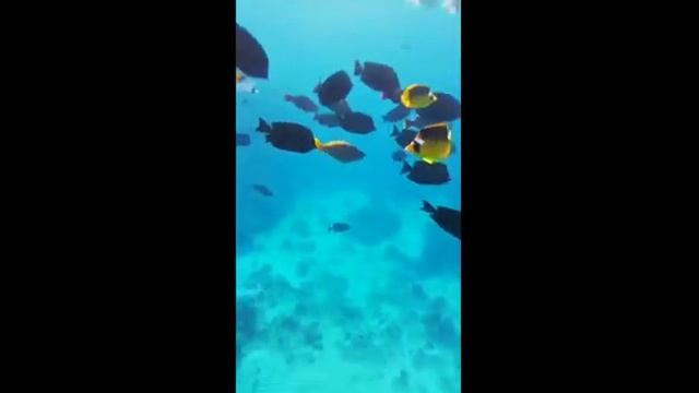 Коралловый риф, подводный мир бухты Шаркс Бей, Шарм Эль Шейх. смотреть онлайн