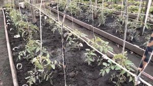 Подвязка томатов крупноплодных, высокорослых сортов!!!