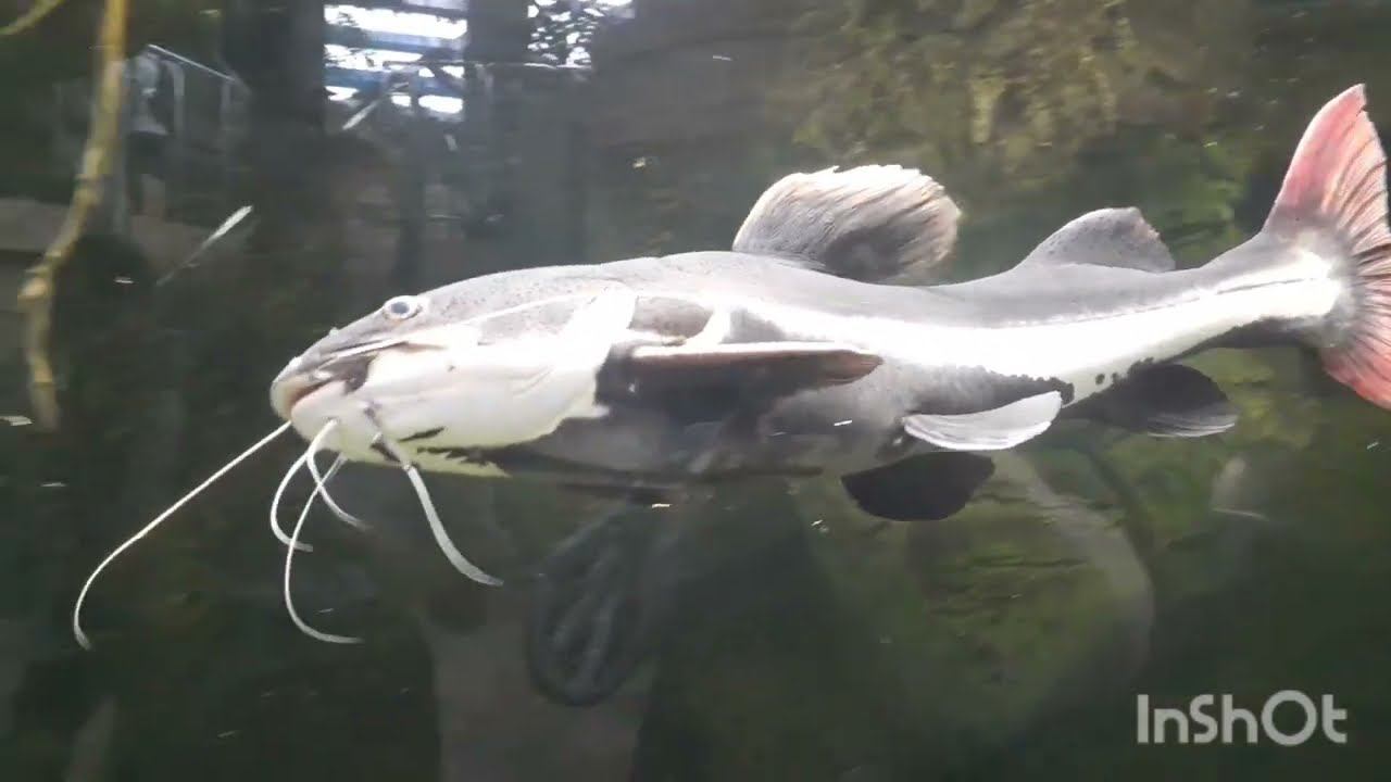 рыбки в океанариуме смотреть онлайн