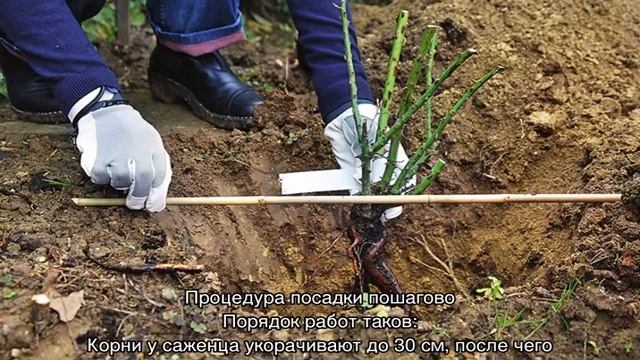 Роза Айс фо Ю (Rose Eyes for You) смотреть онлайн