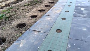 Закладка маточников Метельчатой гортензии !!!