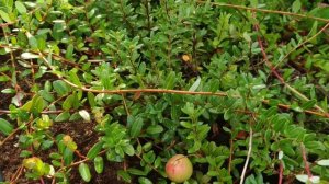 Пересаживаю укоренившиеся черенки клюквы. Мой первый опыт черенкования.