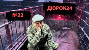 Nº22 МОЛОДАЯ
СВИНОМАТКА НЕ
ПРИНИМАЕТ ПОРОСЯТ/ ЛЕЧИМ СВИНОМАТКУ ДАШУ!!!