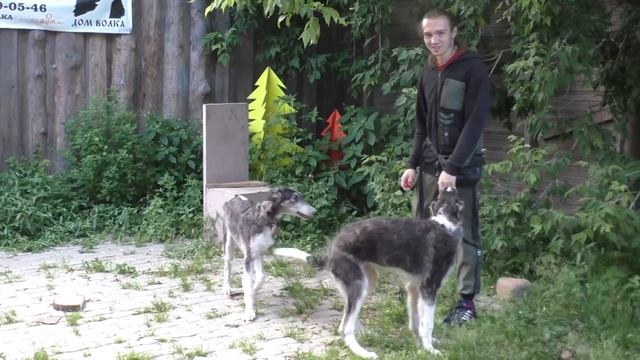 Репортаж Дома Волка для канала Дневник Лисы