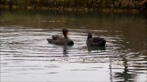 Абхазия. Черные лебеди.