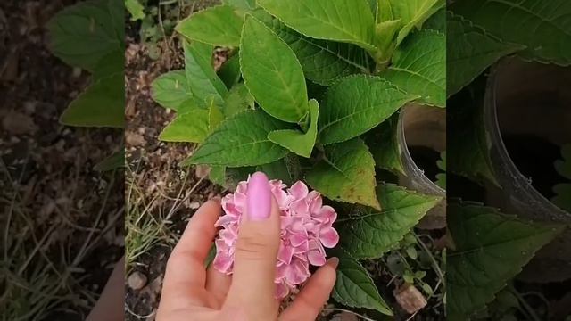 Волотиста і крупнолистова гортензія - правила обрізки