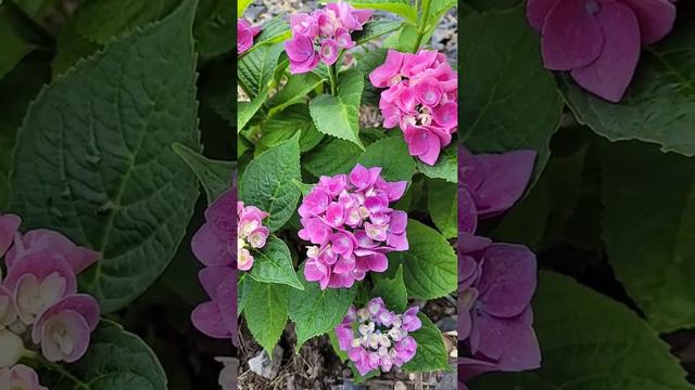 Pink/Purple Hydrangea