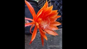 EPIPHYLLUM COLLECTION # I  - VAN PHAM