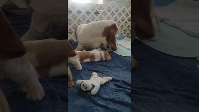 Basset Hound Puppies Playing With Their Daddy ...Earl T. Perkins