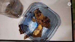 пчеловодство- зимовка пчел в 6 литровой баклажке/выжила ли матка