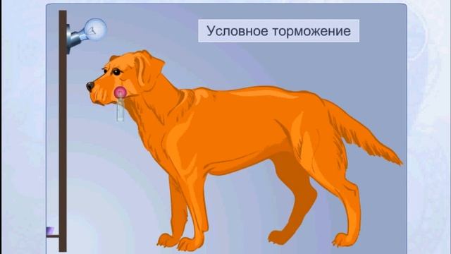 Условные и безусловные рефлексы
