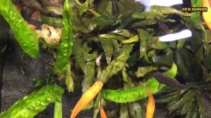 Плавающие аквариумные растения | Полезные растения в аквариуме | Аквариумные растения