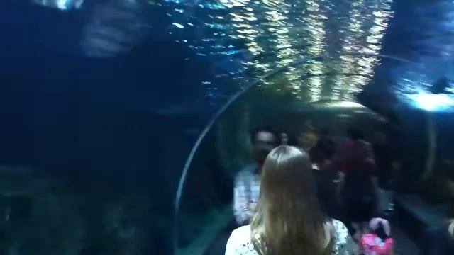 Гонконг Океанариум смотреть онлайн