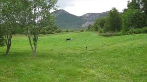 Lancashire Heeler puppy playing